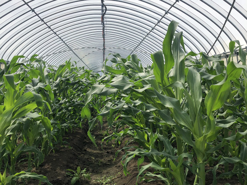 ホワイトショコラベイビーコーン50本セット🌽