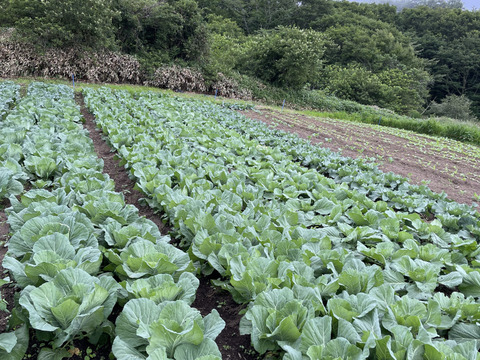 今が旬❗️甘〜い‼️大野ヶ原高原キャベツ🥬Lサイズx2p