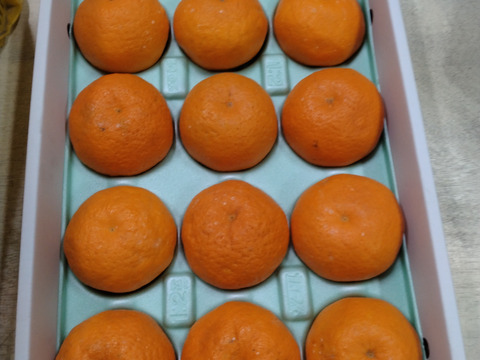 和歌山県産　春の風香る　ぷりっと美味しいはるみ　みかん　秀品　化粧箱入り