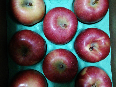 青森県産りんご　蜜たっぷり葉とらず高徳　家庭用【2㎏　5～10個入り】