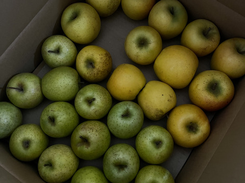 【極小玉・バラ詰め】シナノゴールド＆王林💛🍏家庭用約5Kg💛🍏ハーフセット　毎日りんご　コスパ抜群　青森県産　数量限定