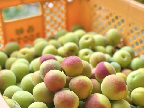 【青梅 約1kg】奈良・吉野の特別栽培梅（品種おまかせ）｜梅しごとにぴったり♪