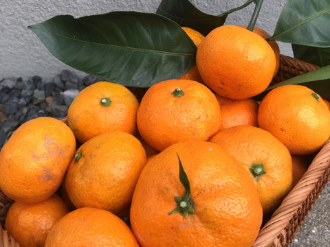 こだわりの早生みかん◆果汁たっぷり！◆4㎏