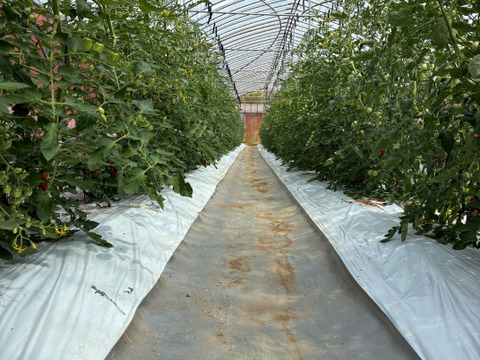 〈人気品種〉旨みたっぷり！ほれまるミニトマト　1.5kg