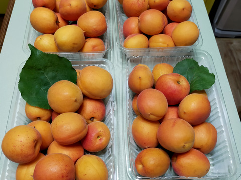 お買い得 あんず、生でもジャムでも！ 信州サワー、おひさま