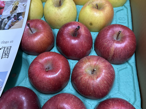 家庭用りんご詰め合わせ10kg