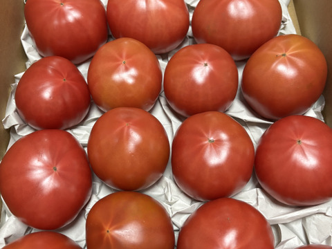 「王様トマト」の試験販売にご協力お願いします。3.6ｋｇ/箱・品種名：「ごほうび」