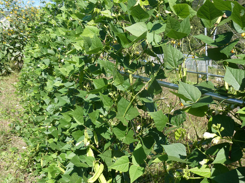 シャキシャキ食感『シカクマメ（四角豆）』（岩手県産）200g