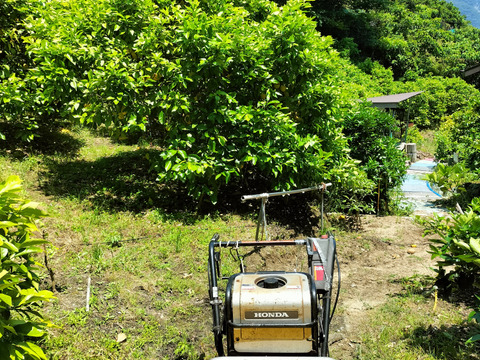 【訳あり】広島県産「これが夏レモン」《約18〜20個入》4kg以上