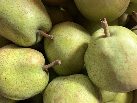 山形特選ラフランス加工用5キロ【コンポートなどに】