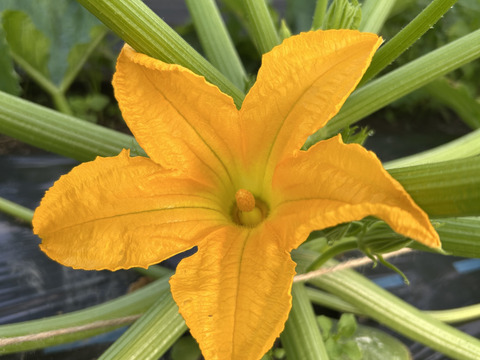 【希少野菜】花ズッキーニ　12輪（雄花）