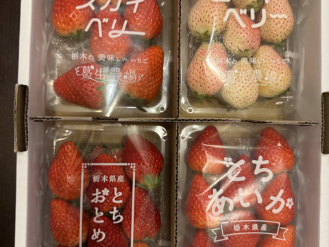 【食べチョク限定】摘みたて直送！ミルキーベリー入り！とちぎのいちご4種詰め合わせセット（4パック）（260ｇ×4パック）【いちご食べ比べ】