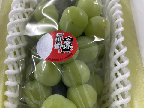 【9周年感謝祭】大粒！高糖度！岡山県産、桃太郎ぶどう(瀬戸ジャイアンツ)1.2kg(2房入)【※クール便※】