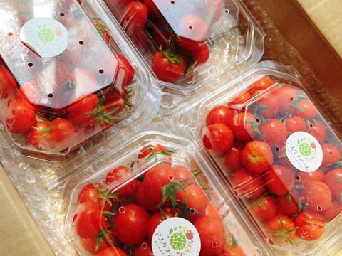 栽培期間中農薬・化学肥料不使用♪ミニトマト・フルーツトマト『プチぷよ』800g