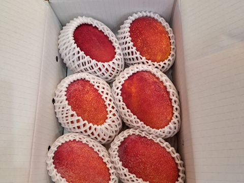 家庭用マンゴー 6個セット