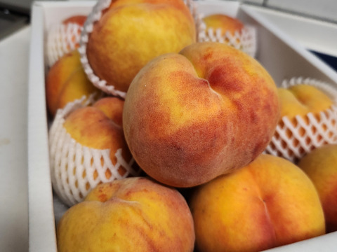 信州生まれのジューシーなワッサー！　
固い桃の好きな方、
やみつき間違いなしの味。
（12個　3.5Kg）
木で完熟するまで待ってお送りします