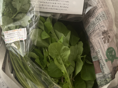 ルッコラ　ごまの風味が食欲をそそる！　1kg　京都府産