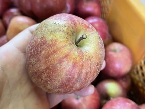 小玉傷物りんご☆B級品サンふじ☆家庭用企画