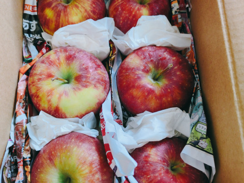 【収穫即日発送】サンつがる　家庭用　約1.5キロ【葉とらず】JA基準より60％減の低農薬栽培