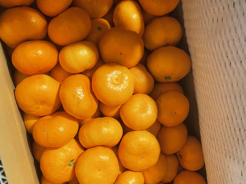 【ギフト可】果汁たっぷり！熊本晩生みかん『金峰（きんぽう）』10ｋｇ（1/30まで）