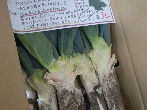 【冬ギフト】《3L 13～14本》厳冬期！姿は△、味は◎！お蚕さまも手伝う「泥付き下仁田ねぎ」