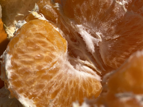 春だよ♪『はるみ』5kg（お得な家庭用）