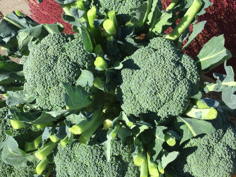 野菜王国深谷産♡新鮮美味しいブロッコリー!!