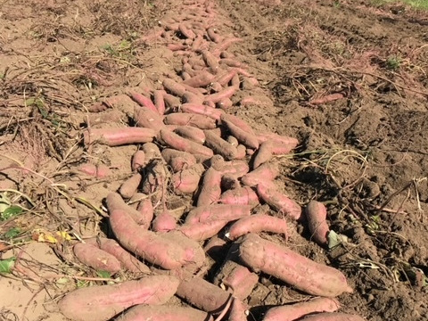 干しいも【切り落とし】750g（250g×3袋）　ほしいも