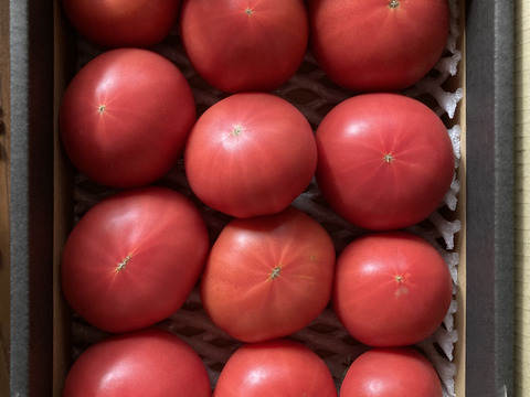 【北海道産】🍅樹上熟3段採り🍅桃太郎トマト2kg箱〈訳あり品〉