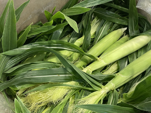 【新鮮朝採り】シャキッと甘いヤングコーン4kg(増量中！)