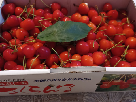 訳ありバラ詰め朝採れさくらんぼ 1キロ ※売り切れたらご注文