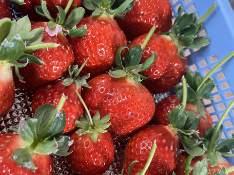 あまおう大玉ギフト