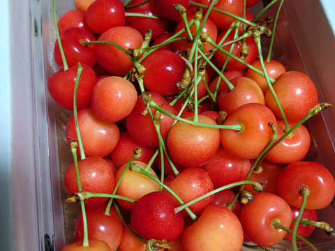 【収穫終盤限定価格】山形県東根産 佐藤錦 500g（L・Mサイズ混合）《家庭用バラ詰め》