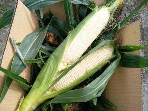 厳選品、ご自宅用にもご贈答用にも！　北海道産ピュアホワイト１２本（５㎏以上）