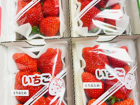 とちおとめ好きのためのとちおとめ（特大）２００〜２２０g（４〜７粒）×４p