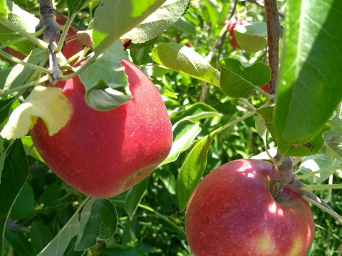 【夏ギフト】葉とらずサンふじりんごのジュースギフトボックス　熨斗可能