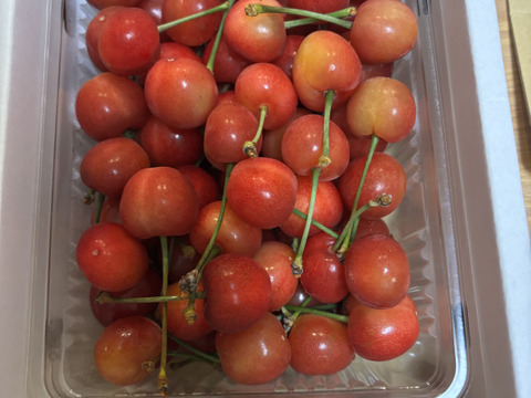 予約早割】山形県産 佐藤錦 500g 秀品 2L～L玉混合 大粒
