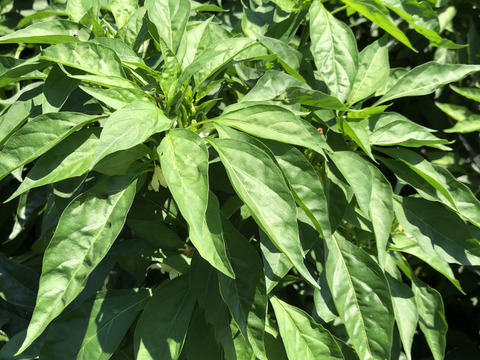 農家自慢の葉唐辛子　お得な大容量１キロ！&サービス夏野菜と共にお届け致します。