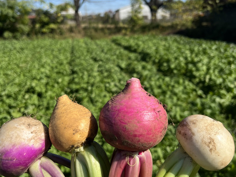 【栄養価が高い】しゅんセット(8〜10品目前後)