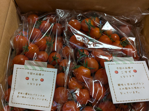 石井食品おまけ付　食卓に笑顔を　真っ赤なみにとまと 1.5kg【トマト食べ比べ】