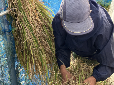 【令和７年新米】ササニシキ白米10kg☆天日干し自然栽培