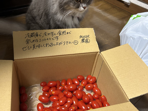 【限定販売】食べたらハマる!?朝採り🍅フルーツトマト<箱込2キロ>