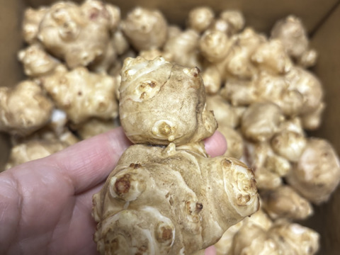 〈売り切れ御免なさい／スーパーフード／自然栽培〉 淡路島産 シャキっとホクっとパリっと 皮ごと安心♪菊芋３kg【2022年度SDGｓエバンジェリスト認定取得】