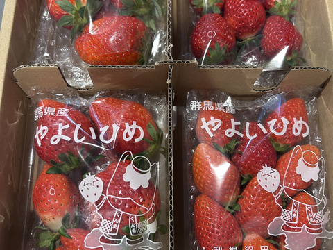 【朝摘み】いちご中身おまかせ12パック 【よつぼし】【おいCベリー】【やよいひめ】から品種サイズはおまかせ(1〜2品種)でお届け！朝採りをその日のうちに発送します(^^)