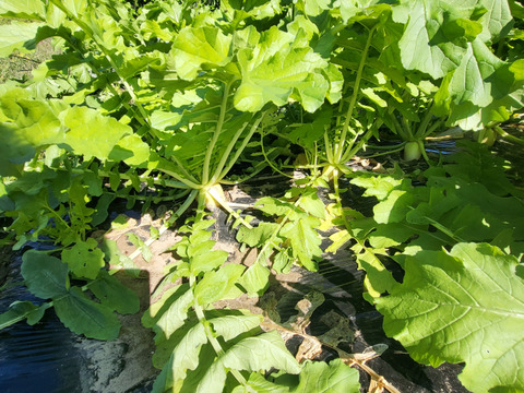 信州春野菜セット【10品目】