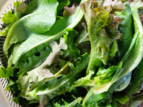 ✨【激レア】【今だけ限定】イタリアの黒い宝石“ベビーネロ”約80g＋旬のお野菜セット｜農薬・化成肥料不使用✨