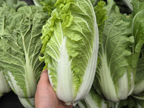 【荷合発送】どちらも堆肥、農薬一切無し　白菜×ネギ