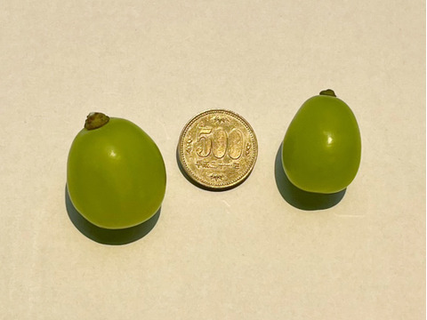 パリパリ食感★大粒シャインマスカット★ご家庭用（３５０ｇ×２パック入り）７００ｇ