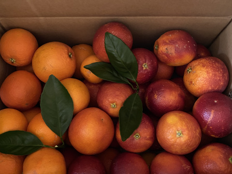 【ブサ皮】ブラッドオレンジ   約5kg