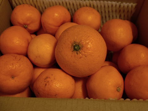 【小玉・2kg】小さいけど濃厚！甘くて爽やか「はるみ」